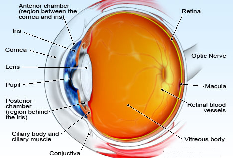 Ocular rosacea - Mayo Clinic